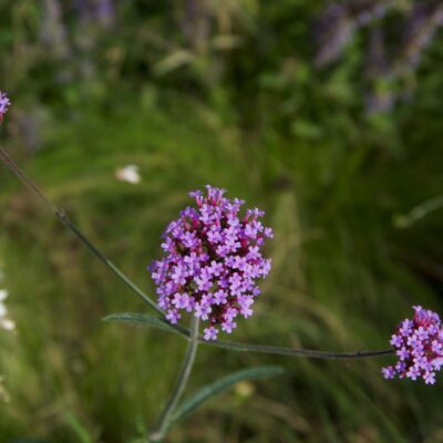 10 Verbena Bonariensis Daria Lyalyulina Unsplash 2048x1362