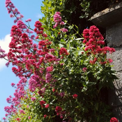 11 Red Valerian Michaela Murphy Unsplash Scaled