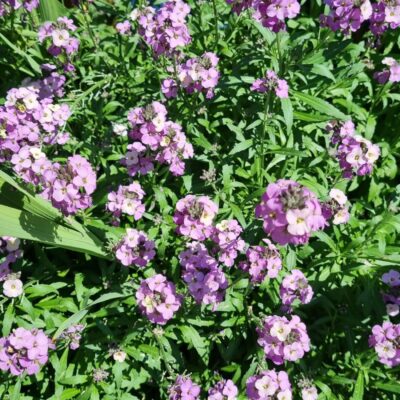 13 Erysimum Heidi Photo Scaled