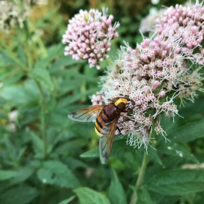14 Hemp Agrimony Evelien Van Den Brink Unsplash 2048x1479