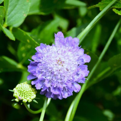 15 Scabiosa Ronin Unsplash 2048x1332