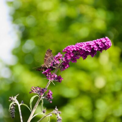 9 Buddleia Stephan H R Unsplash Scaled